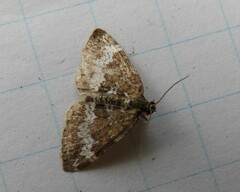 Perizoma alchemillata