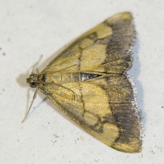 Evergestis limbata