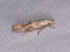 Mompha murtfeldtella