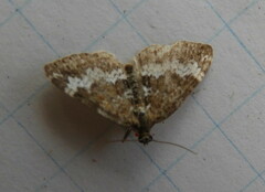 Perizoma alchemillata