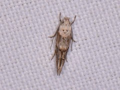 Mompha murtfeldtella