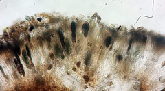 Diplotomma alboatrum