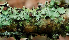 Tremella parmeliarum