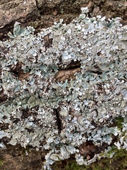 Parmelina tiliacea