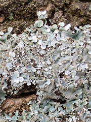 Parmelina tiliacea