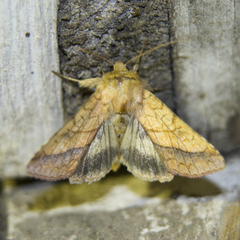 Pyrrhia umbra