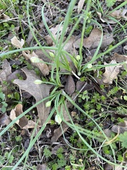 Allium drummondii