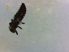 Hippodamia variegata