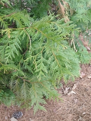 Chamaecyparis lawsoniana