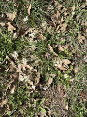 Allium drummondii