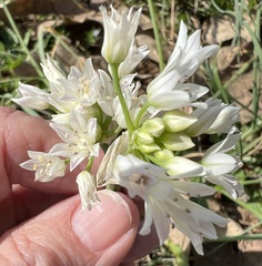 Allium drummondii