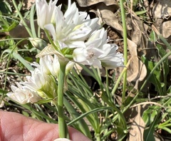 Allium drummondii
