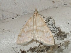 Paracorsia repandalis