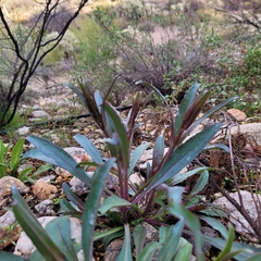 Penstemon parryi