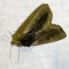 Lacanobia suasa