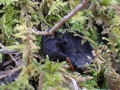 Pseudoplectania nigrella