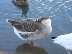 Anser cygnoides