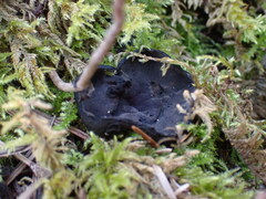 Pseudoplectania nigrella