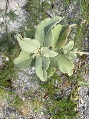 Croton
