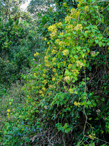 Senecio image