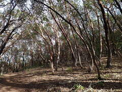 Arbutus menziesii