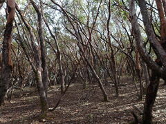 Arbutus menziesii