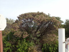 Arctostaphylos hispidula