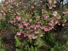 Arctostaphylos hispidula