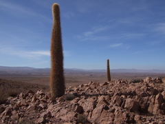 Trichocereus atacamensis