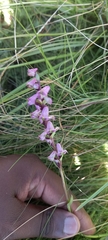 Disperis tysonii