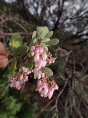 Arctostaphylos hispidula