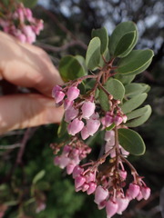 Arctostaphylos hispidula