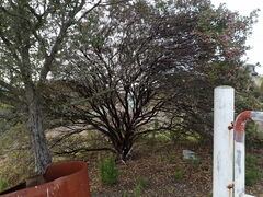 Arctostaphylos hispidula