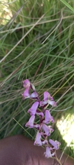 Disperis tysonii
