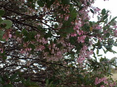 Arctostaphylos hispidula