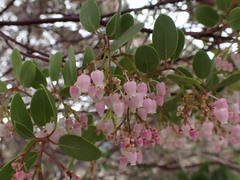 Arctostaphylos hispidula