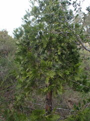 Calocedrus decurrens