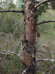 Calocedrus decurrens