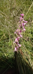 Disperis tysonii