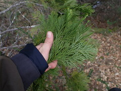 Calocedrus decurrens