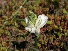 Ornithogalum