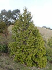 Calocedrus decurrens