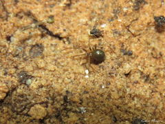 Nesticidae