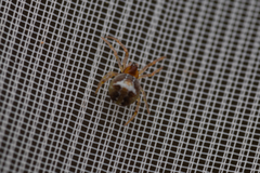 Simitidion simile