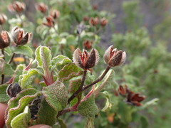 Cistus