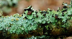 Tremella parmeliarum