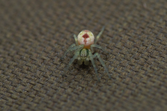 Nigma puella