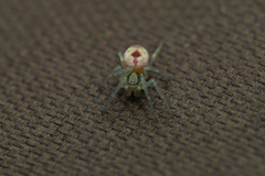 Nigma puella
