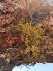 Teloschistes flavicans