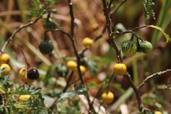 Solanum dasyphyllum